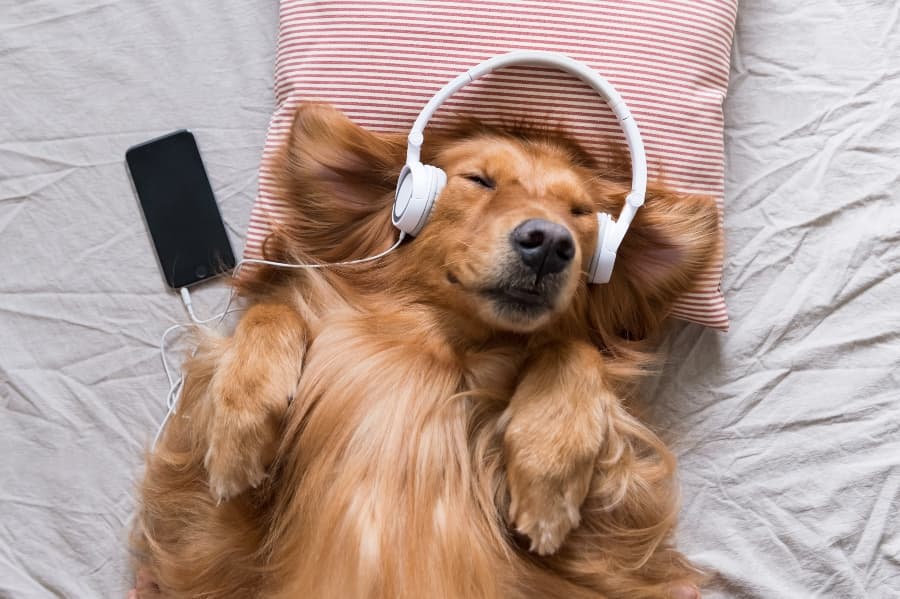 does-music-actually-calm-dogs